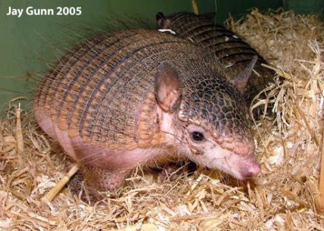 19_pink_fairy_armadillo.jpg