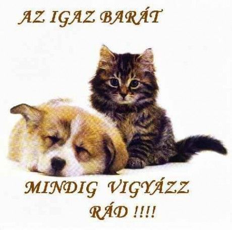 az-igaz-barat-mindig-vigyaz-rad.jpg